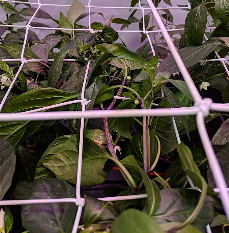 Rede de Scrog - 120 x 120